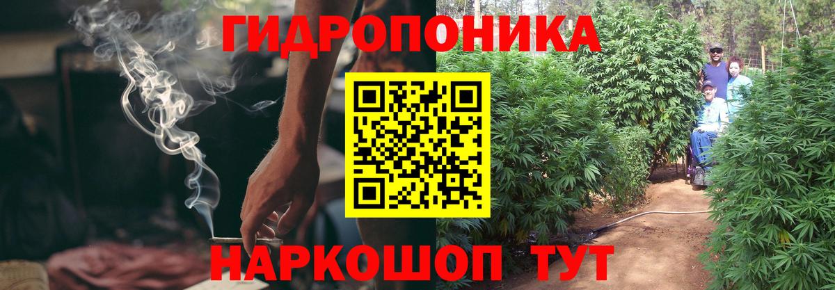 Конопля гибрид Сунжа